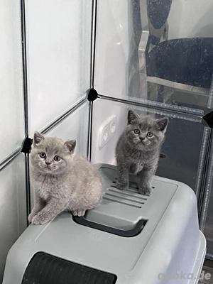 Reinrassige BKH Kitten 