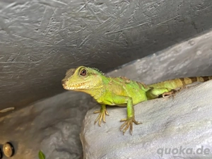 Wasser agamen gruppe