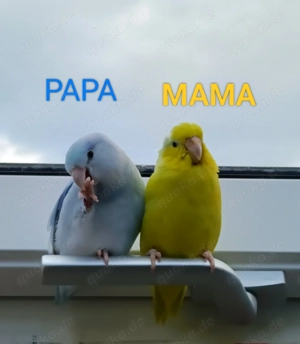 Baby sehr zähmen 100%  Bild 5