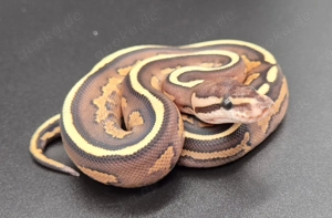 Königspython 1.0 Black Pastel Phantom Asphalt Specter 2025