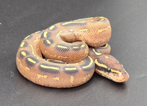 Königspython 1.0 Black Pastel Phantom Asphalt Yellow Belly 2025