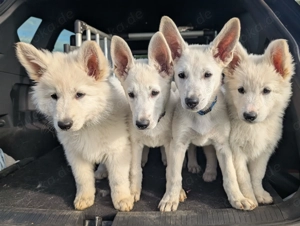 Weiße Schäferhund Welpen (Berger Blanc Suisse)