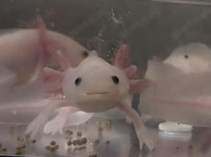Axolotl Nachwuchs Weißling 