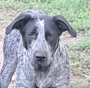 Ich bin Berta und suche mein Zuhause 