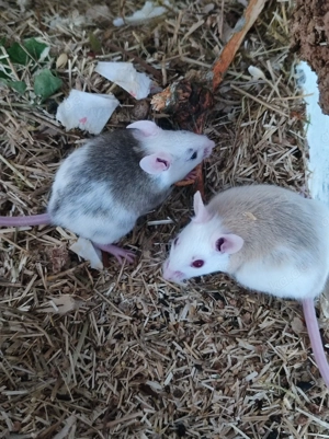 VZM Vielzitzenmäuse Mastomys (auch Frost)