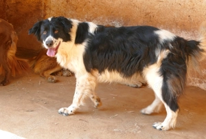 Gandalf sucht seine Menschen