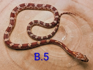 Kornnatter Hypo Masque und Masque 