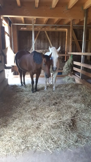 Offenstallplatz frei Bild 4