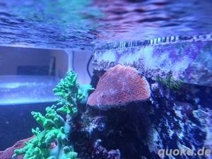 Montipora Platte rot