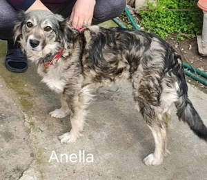 Anella   eine Zuckerpuppe durch und durch