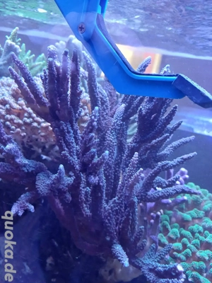 Acropora Blau
