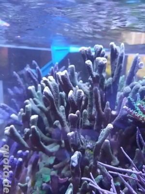 Montipora Silber grau