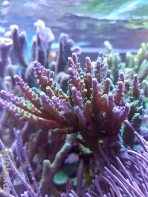 Acropora Joker