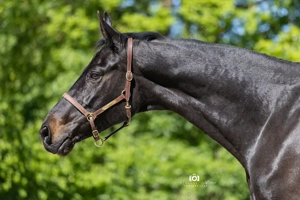 Dark Lady Diamond - Rheinländer, Stute, 13 Jahre, Schwarzbraun