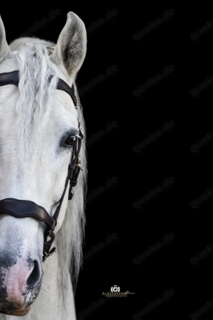 Puskas de Susaeta - PRE Pura Raza Espanola, Hengst, 13 Jahre, Schimmel