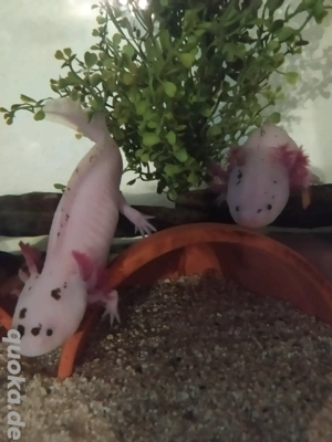 Axolotl Bd. frei .. viele Farben