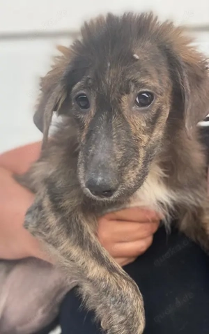 Kaya, geb. ca. 05 2025, lebt auf einer Pflegestelle in 95168 Marktleuthen