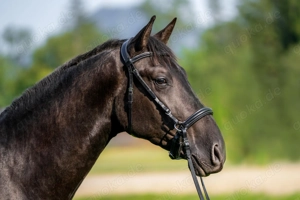 Tesoro XXXIII - PRE Pura Raza Espanola, Wallach, 2,5 Jahre, Rappe