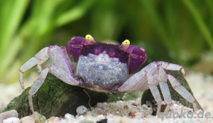 Vampirkrabbe "Indigo blue" - Geosesarma 