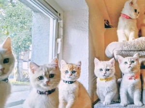 Chinchilla bkh kitten mit stammbaum zu verkaufen 