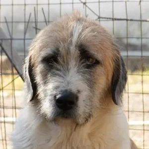 Maylo, geb. ca. 06 2022, lebt in GRIECHENLAND, auf einer privaten Pflegestelle