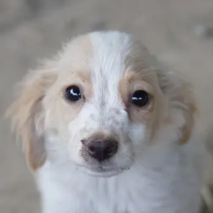 Kicki, geb. ca. 05 2025, lebt in GRIECHENLAND, auf einer privaten Pflegestelle