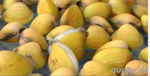 Tropische Muschel "Zwergrillen"