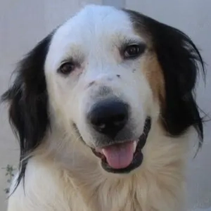 Lyra, geb. ca. 06 2021, lebt in GRIECHENLAND, auf einem Gelände, auf dem Hunde notdürftig versorgt 