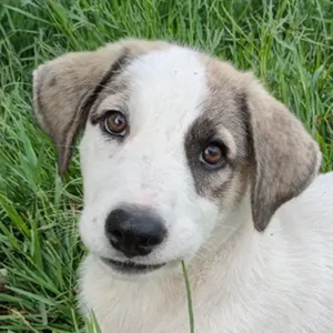 Sephora, geb. ca. 05 2025, lebt auf einer Pflegestelle in 79650 Schopfheim