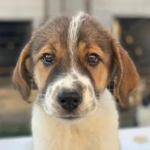 Trine, geb. ca. 05 2025, lebt in GRIECHENLAND, im städt. Tierheim Serres