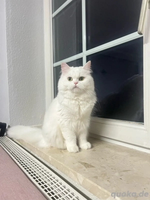 katze sucht kater zum decken