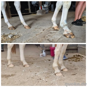 hufbearbeitung Hufpflegerin hat Kapazität  Bild 4