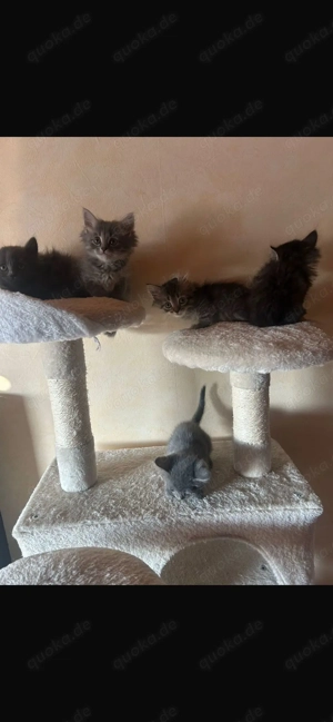 Süße Kitten abzugeben   BKH   Neva Masquerade Mix 