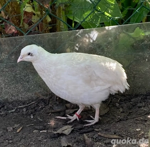 Legewachtel Junghahn, 2 Legewachtel Junghähne