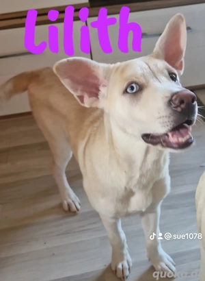 Shar-Pei-Husky-Mix-Welpe LILITH