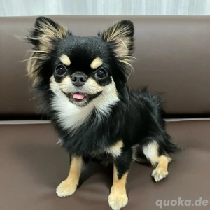 8 Monate alte Chihuahua-Hündin sucht neues Zuhause