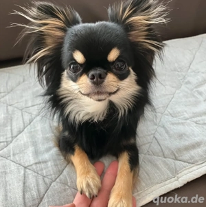 11 Monate alte Chihuahua-Hündin sucht neues Zuhause