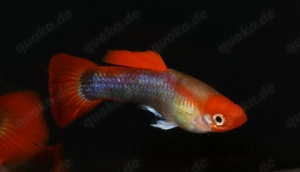 Guppy Koi Tuxedo Blond - Aquarium - Fische - Lebendgebärende