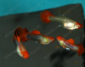 Guppy Koi Tuxedo Blond - Aquarium - Fische - Lebendgebärende Bild 4