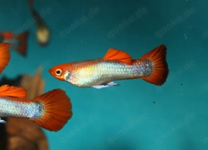 Guppy Koi Tuxedo Blond - Aquarium - Fische - Lebendgebärende Bild 5