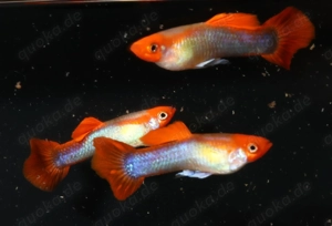 Guppy Koi Tuxedo Blond - Aquarium - Fische - Lebendgebärende Bild 2