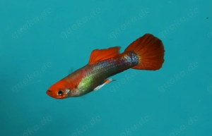 Guppy Koi Tuxedo Blond - Aquarium - Fische - Lebendgebärende Bild 3