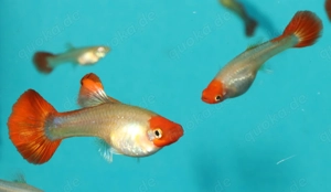 Guppy Koi Tuxedo Blond - Aquarium - Fische - Lebendgebärende Bild 6