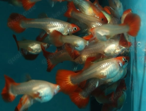 Guppy Koi Tuxedo Blond - Aquarium - Fische - Lebendgebärende Bild 10