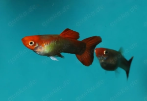 Guppy Koi Tuxedo Blond - Aquarium - Fische - Lebendgebärende Bild 8