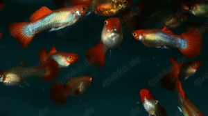 Guppy Koi Tuxedo Blond - Aquarium - Fische - Lebendgebärende Bild 7
