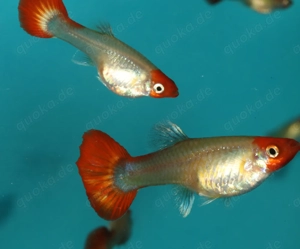 Guppy Koi Tuxedo Blond - Aquarium - Fische - Lebendgebärende Bild 9