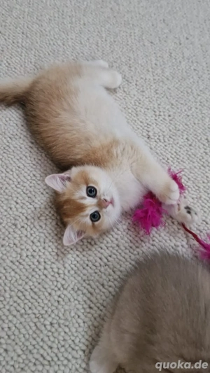 einzigartig schönes bkh kitten 