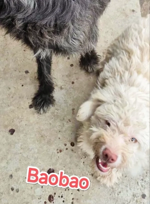 Baobao - ein tapferer Rüde sucht ein liebevolles Zuhause Bild 5