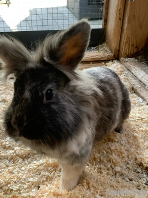 Löwenköpfchen abzugeben 